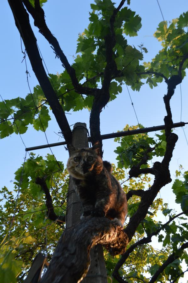 Azienda Agricola Campion Valdobbiadene Εξωτερικό φωτογραφία