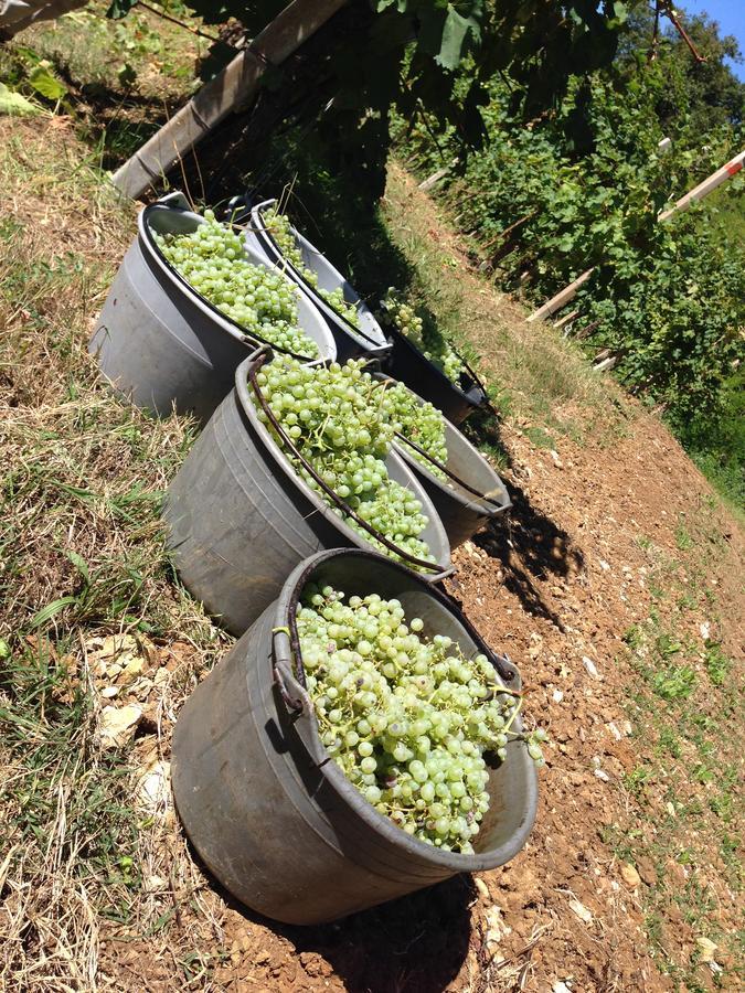 Azienda Agricola Campion Valdobbiadene Εξωτερικό φωτογραφία