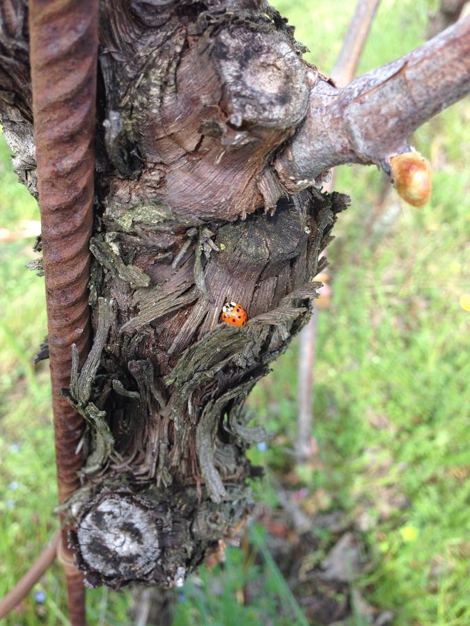 Azienda Agricola Campion Valdobbiadene Εξωτερικό φωτογραφία